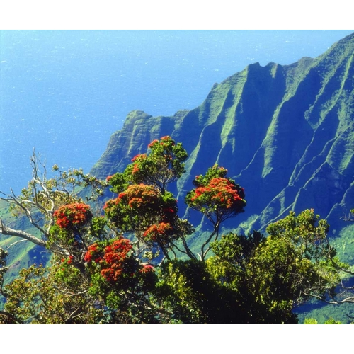 HI, Kauai Flowering tree above the Na Pali Coast